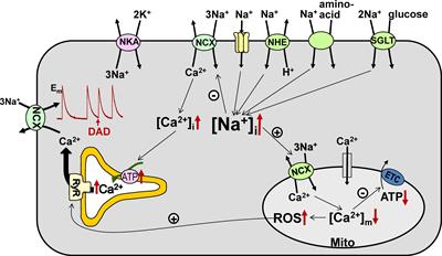 Myocyte [Na+]i Dysregulation in Heart Failure and Diabetic Cardiomyopathy